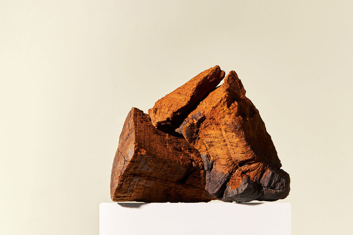 Chaga