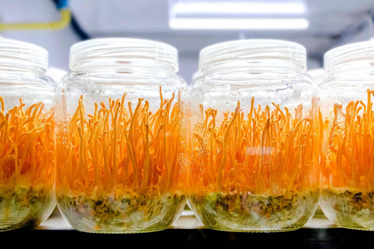 Cordyceps