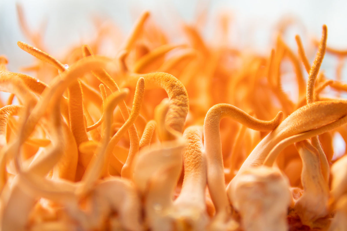Cordyceps