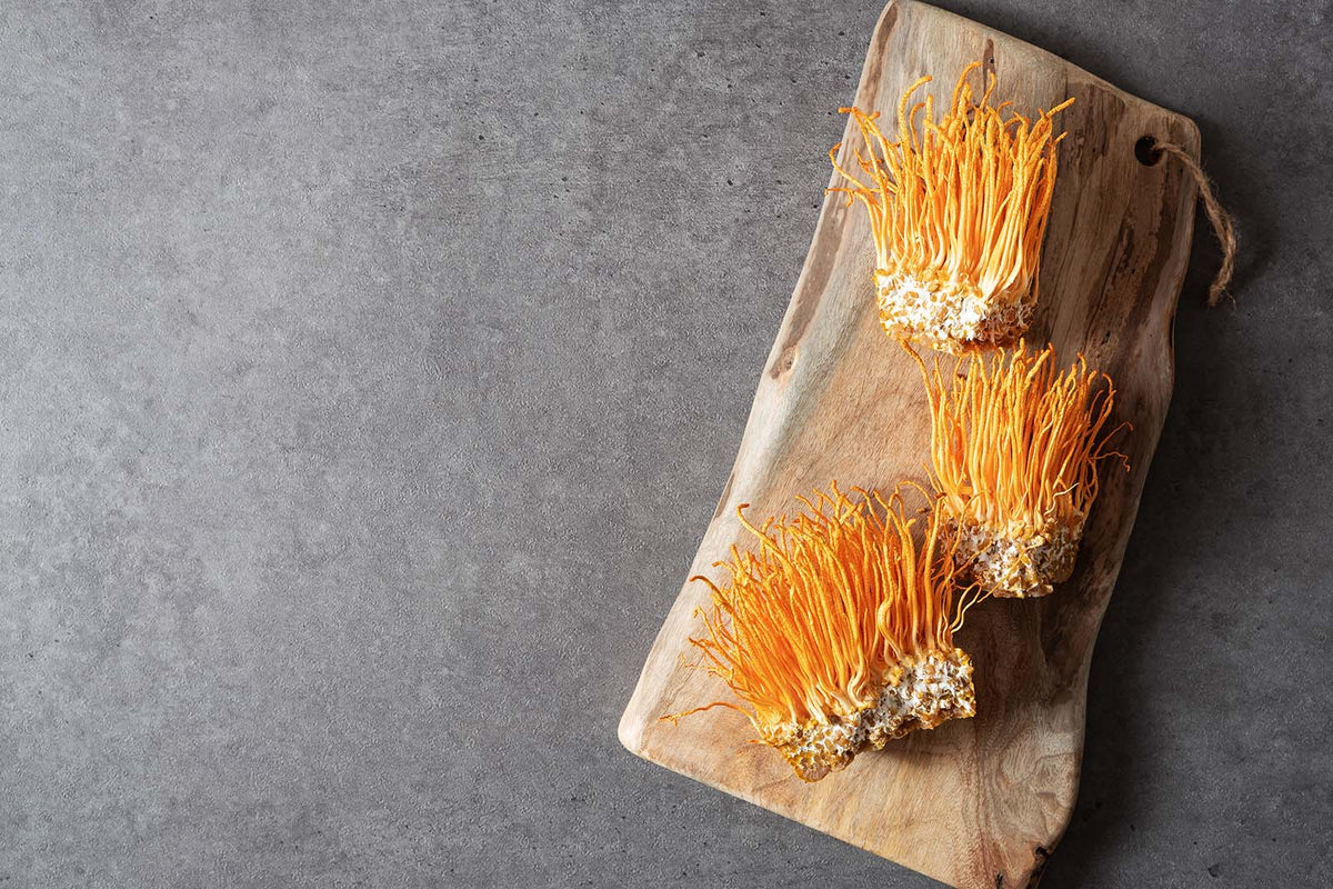 Cordyceps