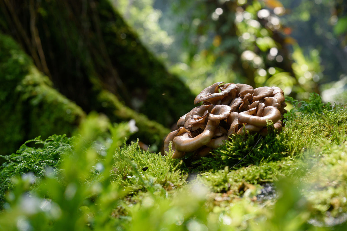 Maitake Wirkung: Für was ist der Vitalpilz gut?