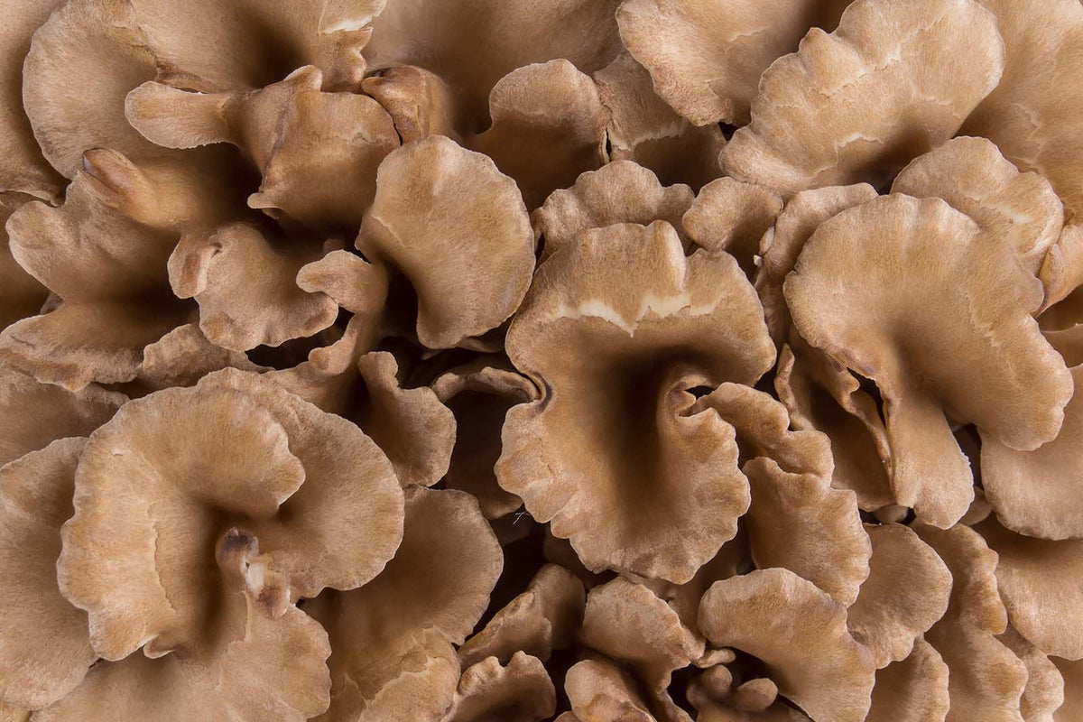 Maitake Pilz