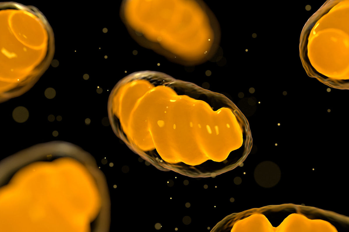 Mitochondrien