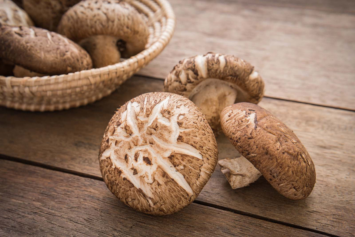 Shiitake
