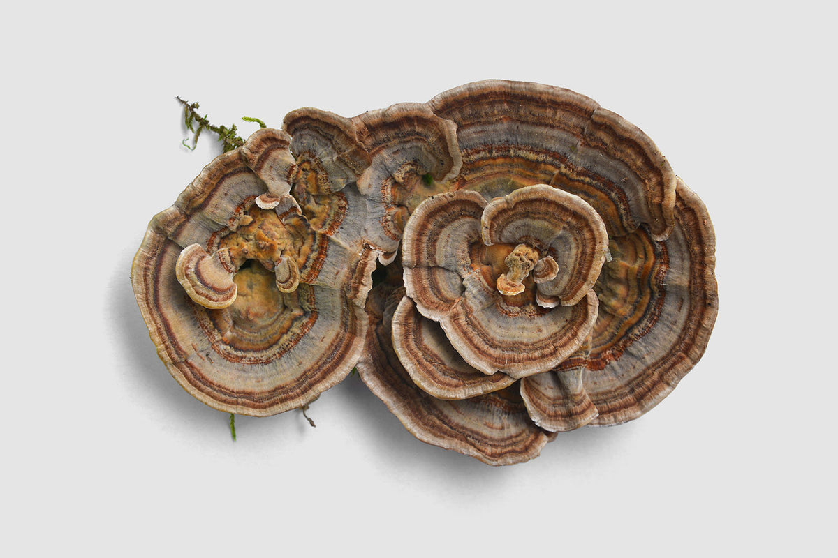 Trametes versicolor