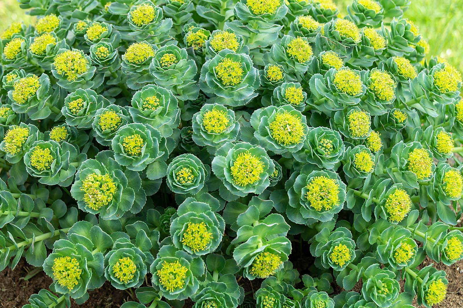 Rhodiola Rosea