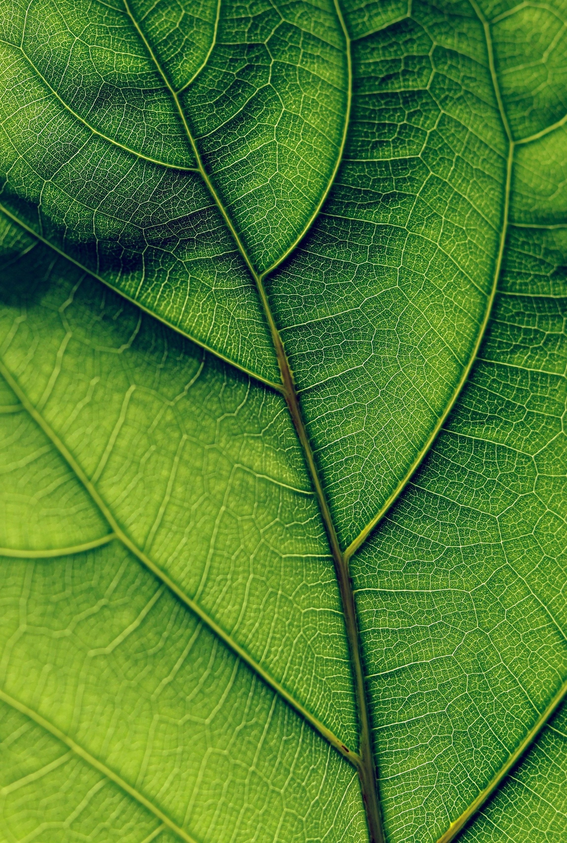 olivia-hutcherson-EMP0_-qfva8-unsplash_5b33e3a1-f7e1-4464-a8c0-a57dc1d104c0.jpg