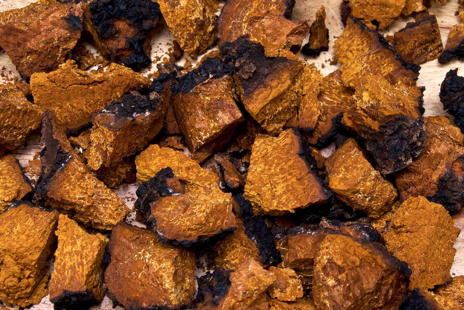 Chaga Mushroom