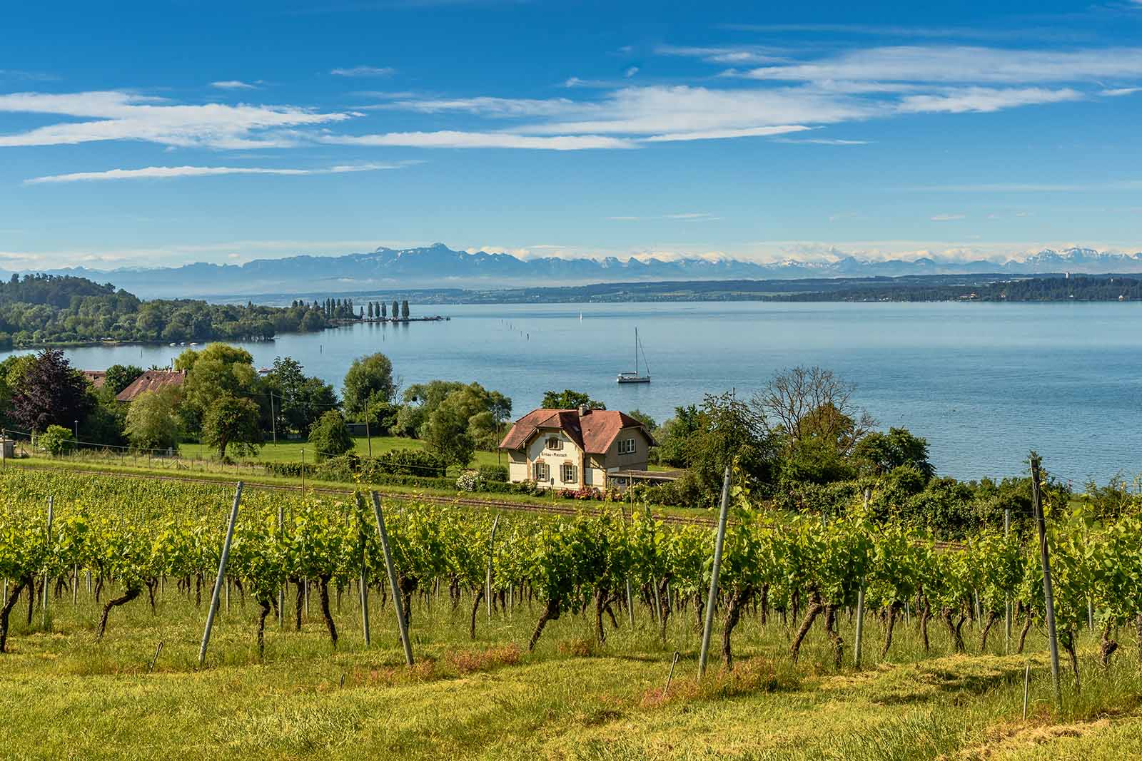 Weinberg in Baden Württemberg 