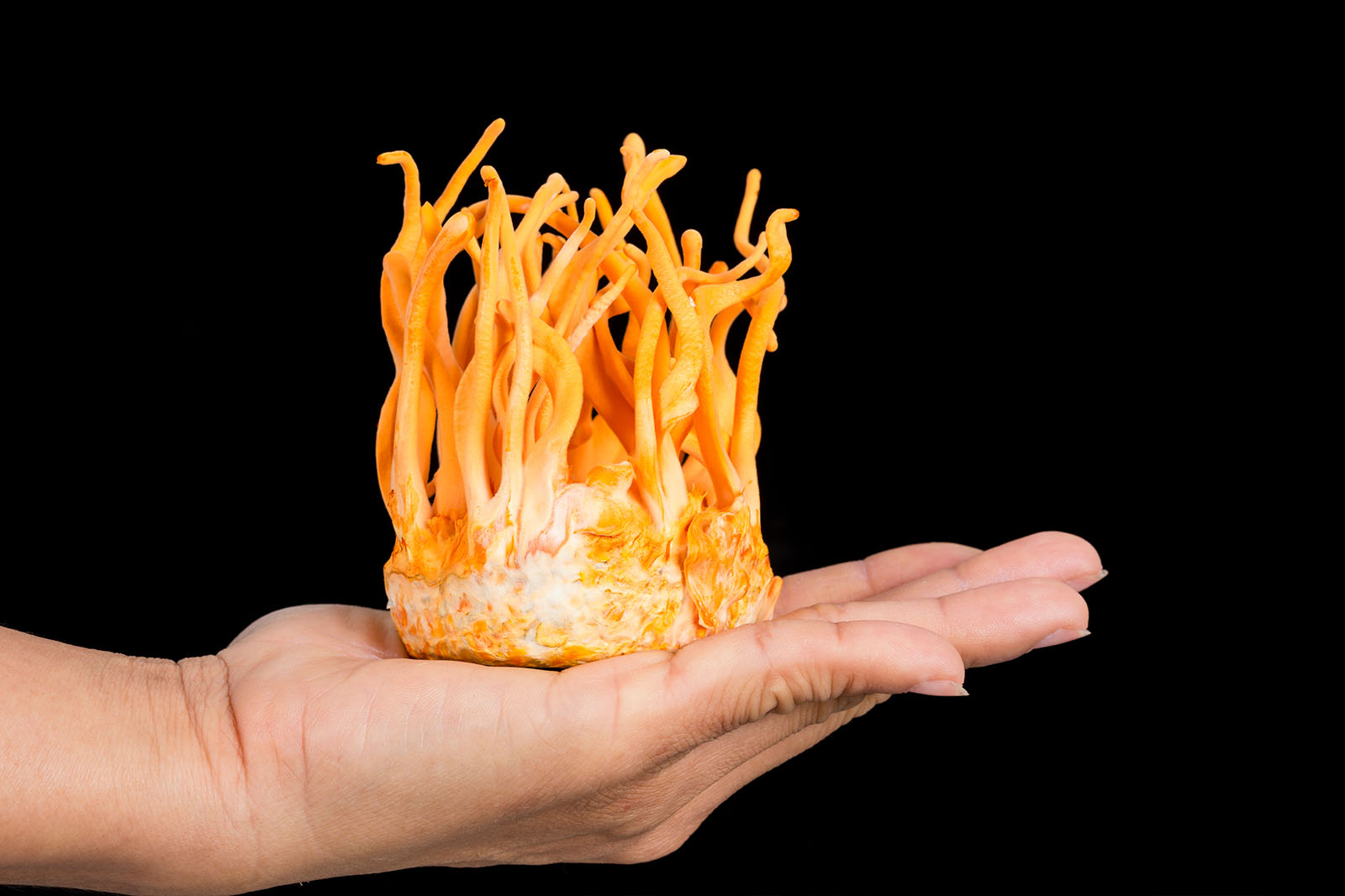 Cordyceps