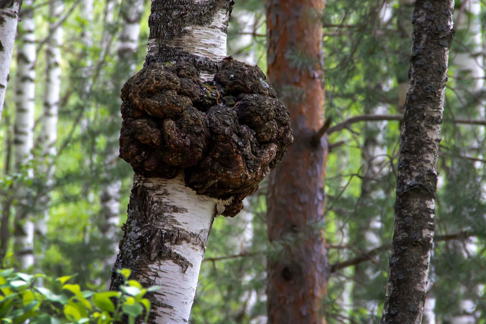 Chaga-Studien