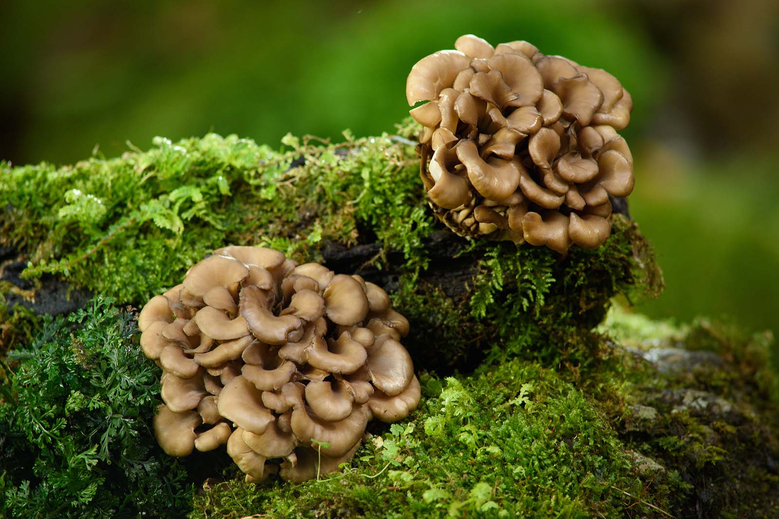 Maitake Pilz