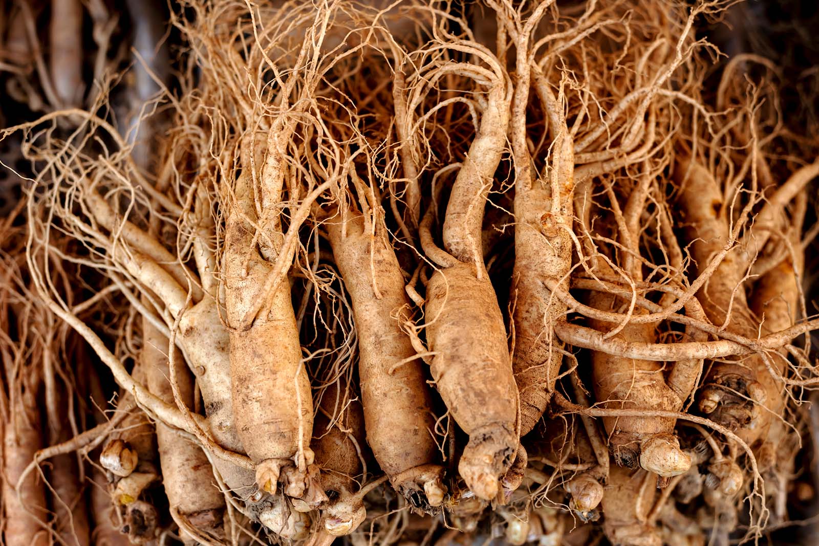 Panax Ginseng