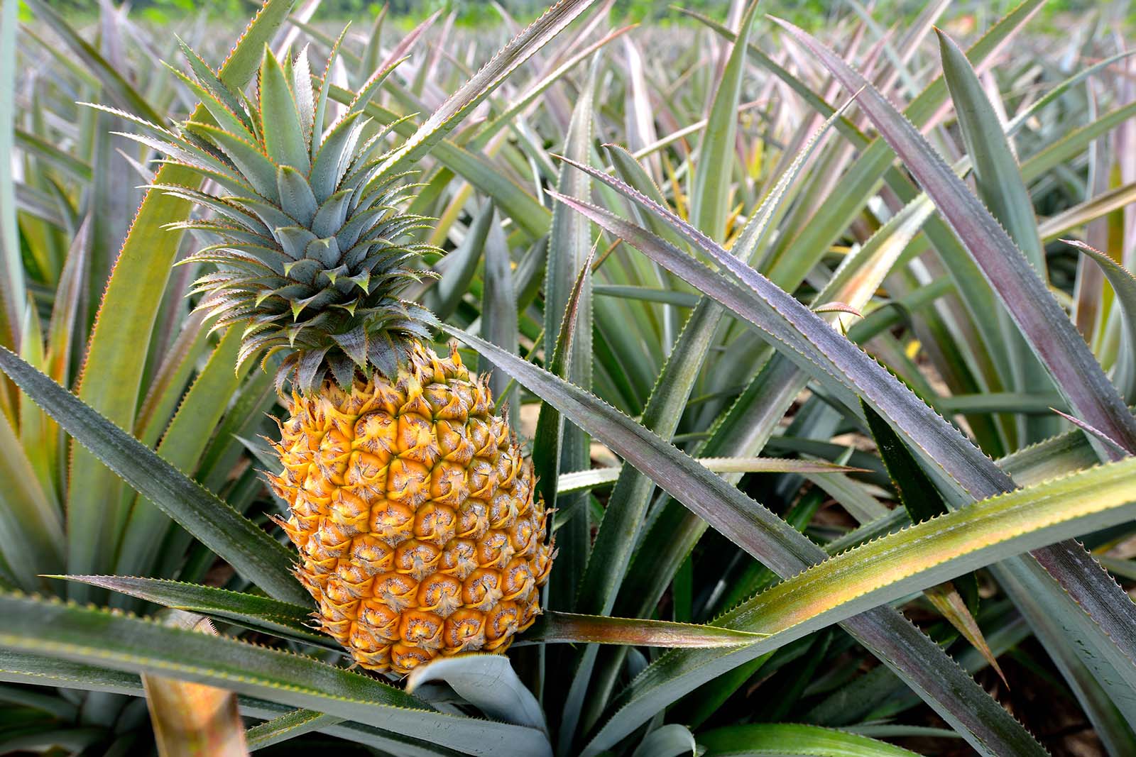 Pineapple