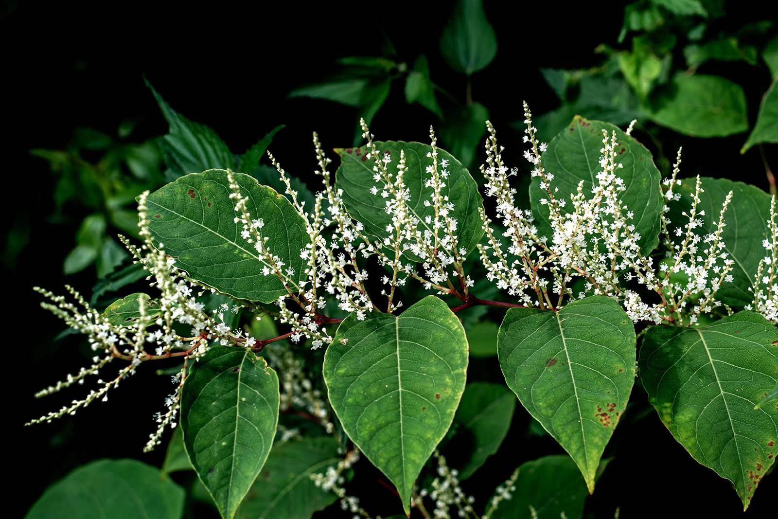 Polygonum Cuspidatum Root