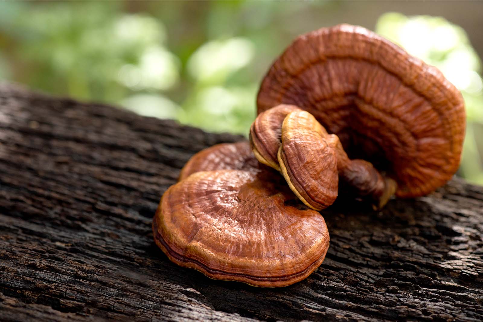 Reishi Pilz kaufen: Darauf solltest du achten
