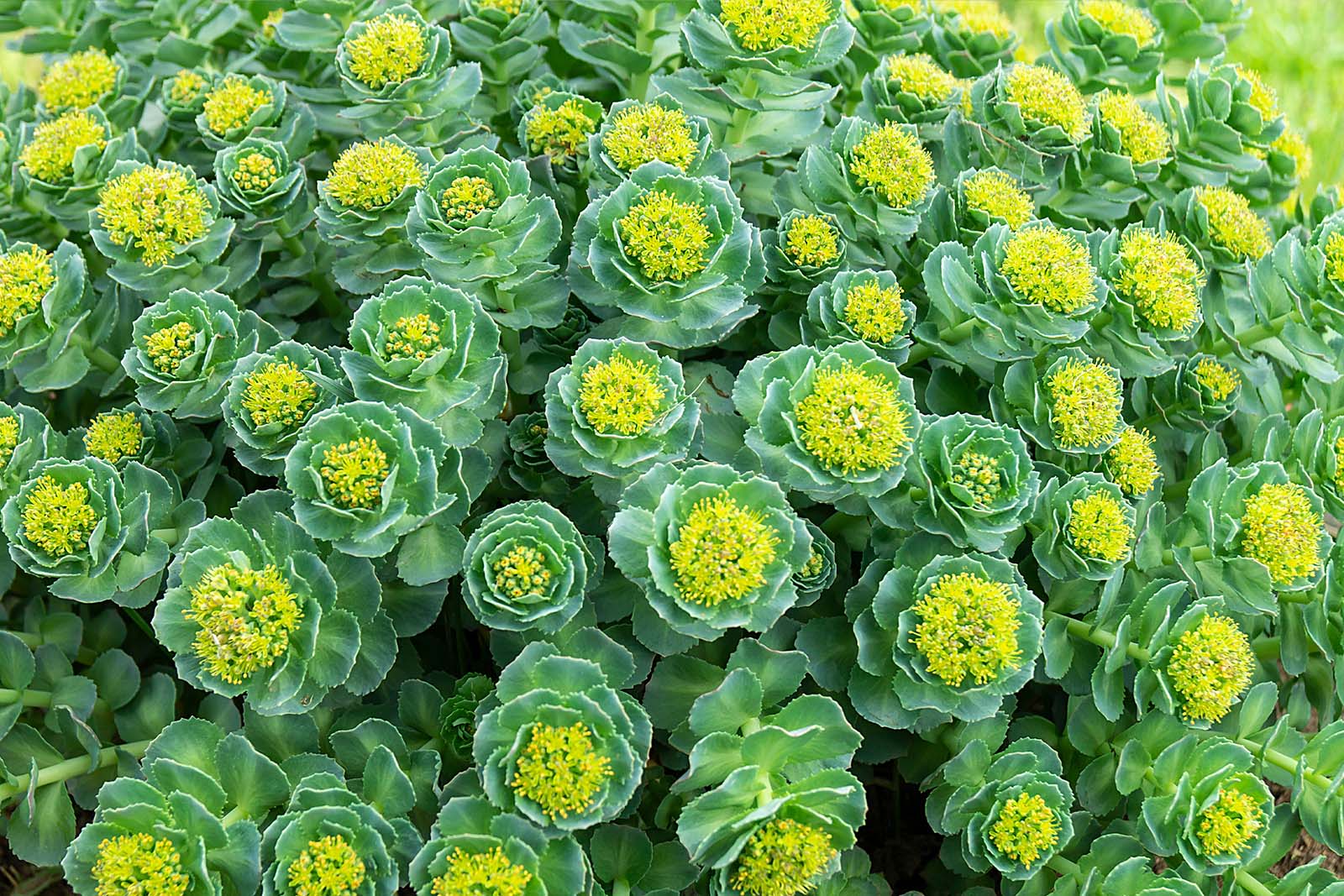 Rosenwurz (Rhodiola Rosea)