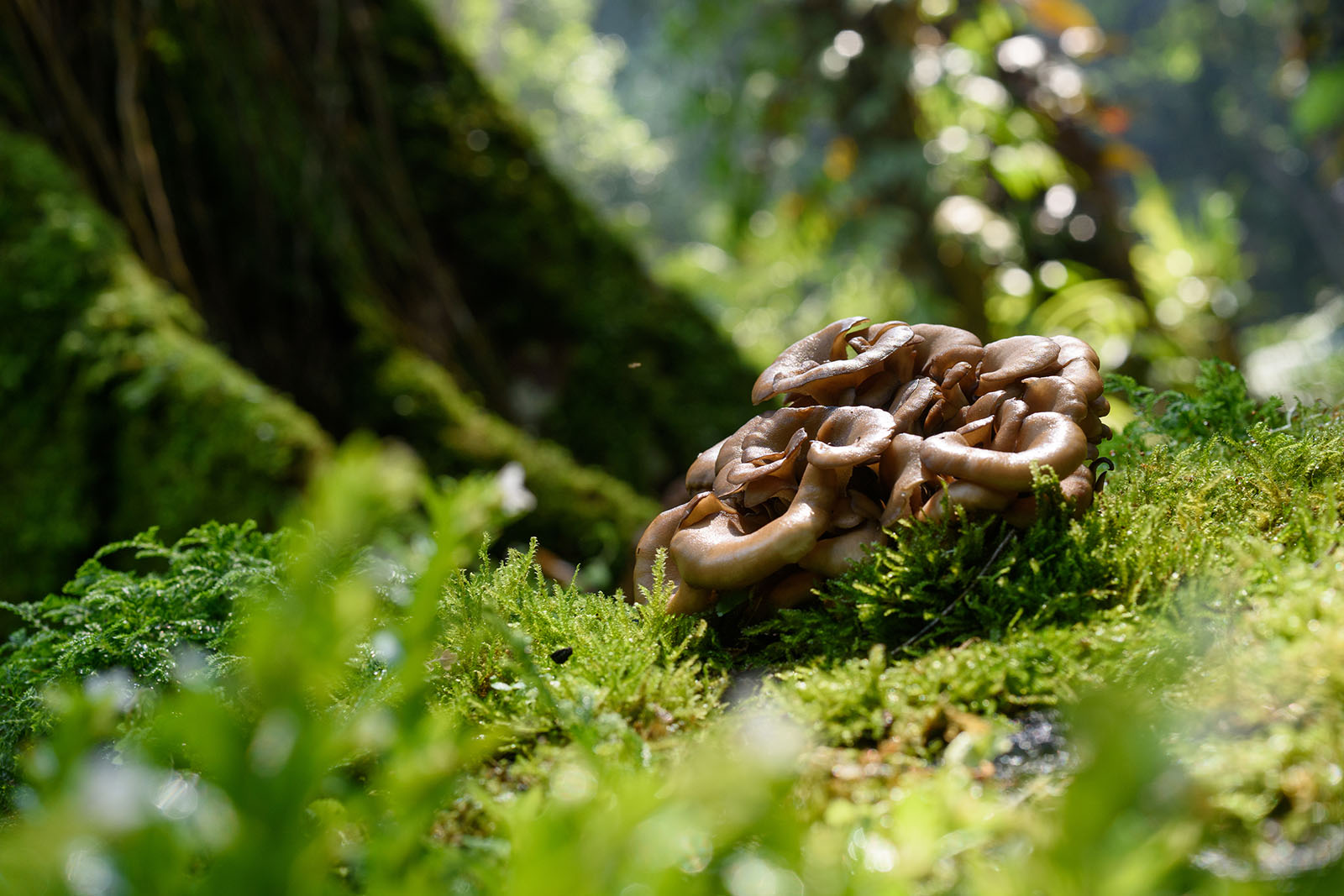 Maitake Wirkung: Für was ist der Vitalpilz gut?