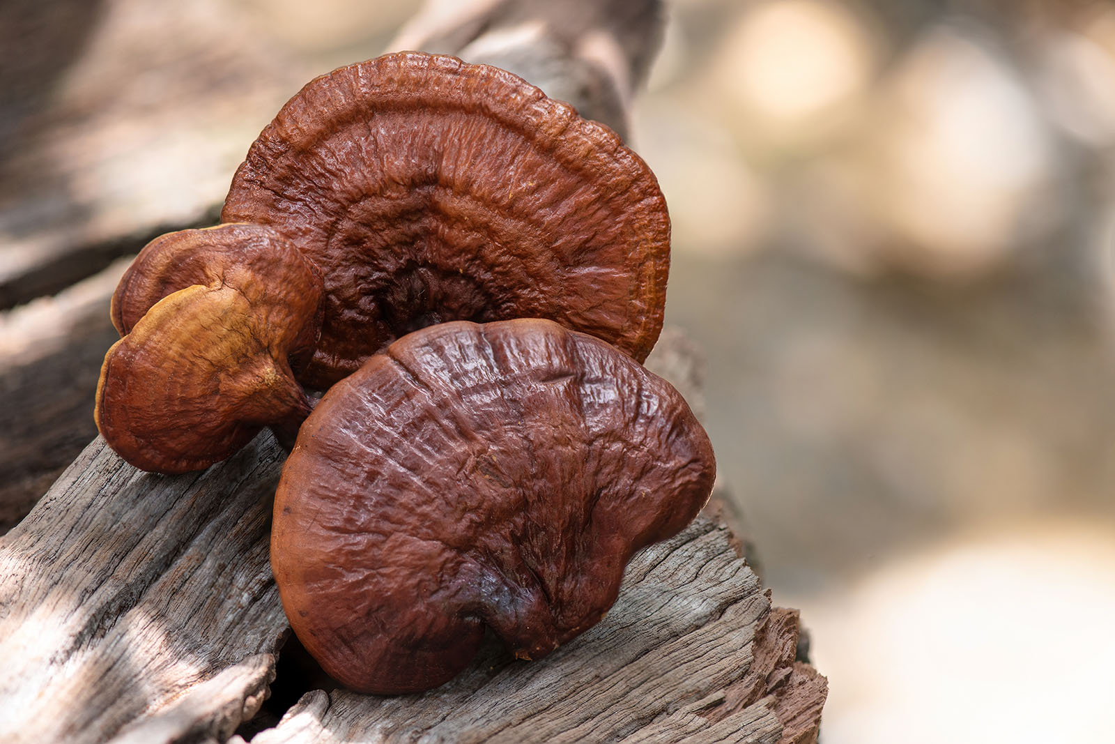 Reishi